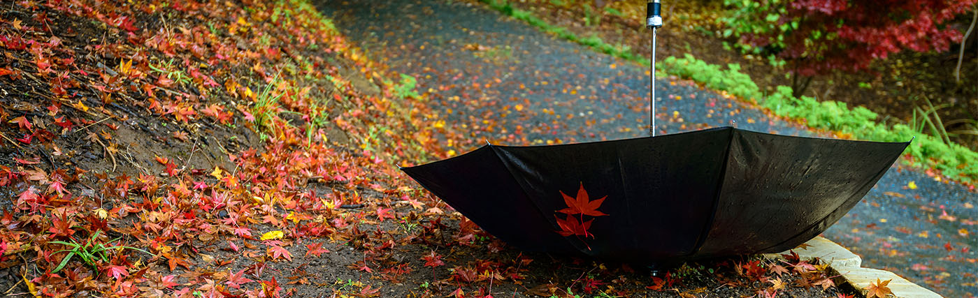 Churchill Knight blog umbrella company